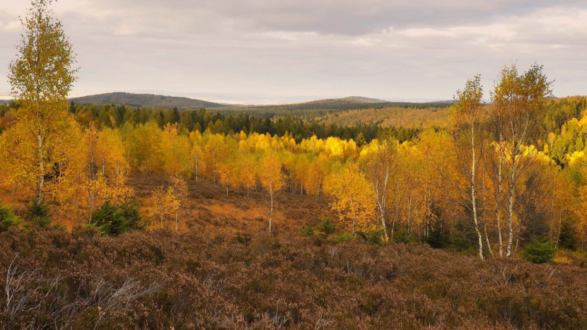 Brdské březiny: Krása v proměnách času