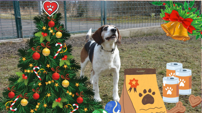 Ježíšek v útulku: Adventní nadílka pro chlupáče v Lazci