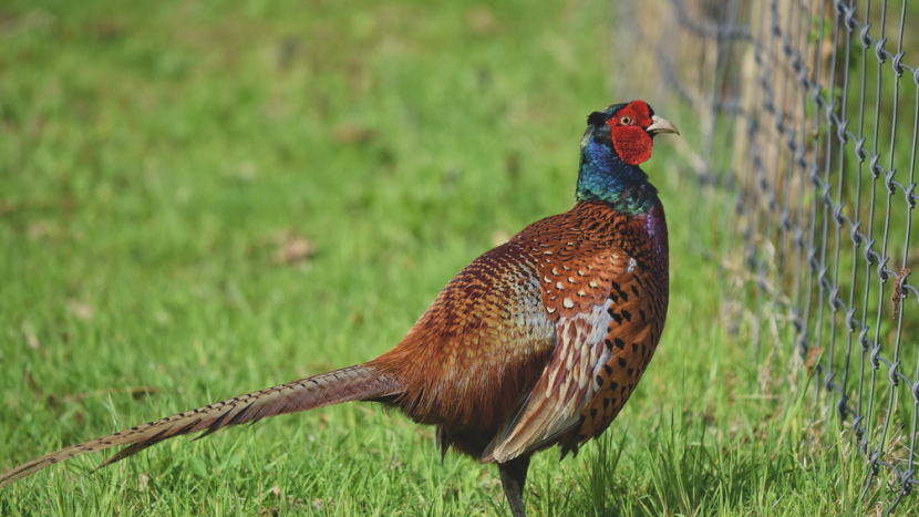 Veterináři vymezili rizikovou oblast kvůli ptačí chřipce