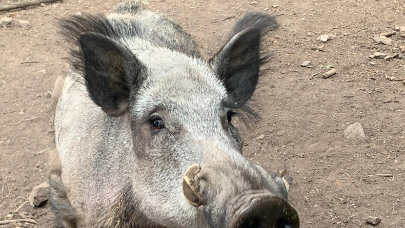 Naháňka v Brdech: Plešivec bude v pátek pro veřejnost uzavřen