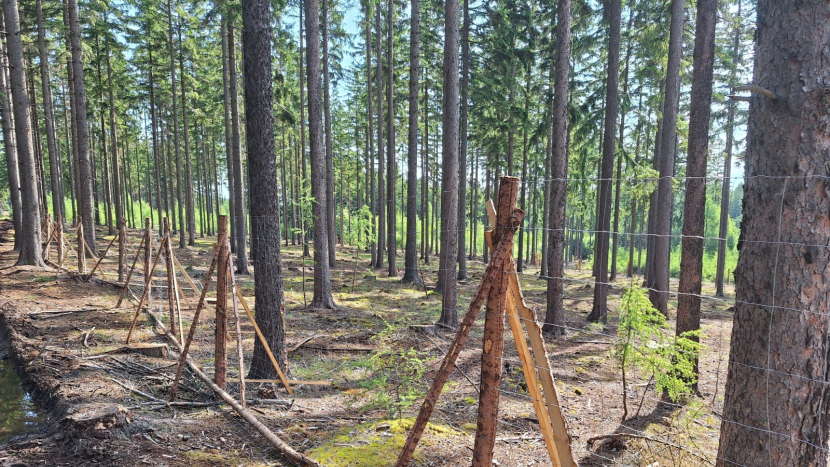 Nové výsadby vracejí brdským lesům jejich přirozenou podobu