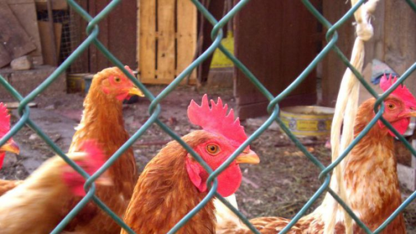 Chovatelé musí být ve střehu kvůli ptačí chřipce