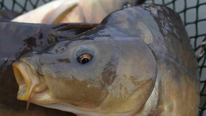 Kapr, řízek nebo úspory? Jak bude letos vypadat vánoční stůl na Příbramsku