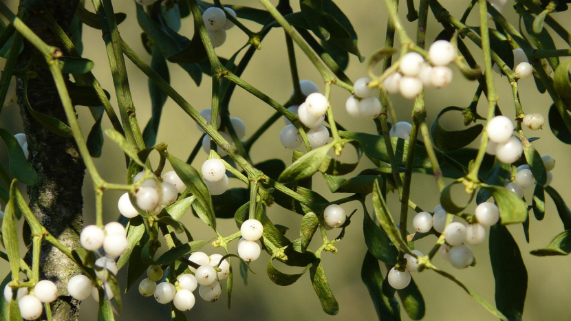 Vánoční jmelí: od keltských pověr až k polibkům pod větvičkou