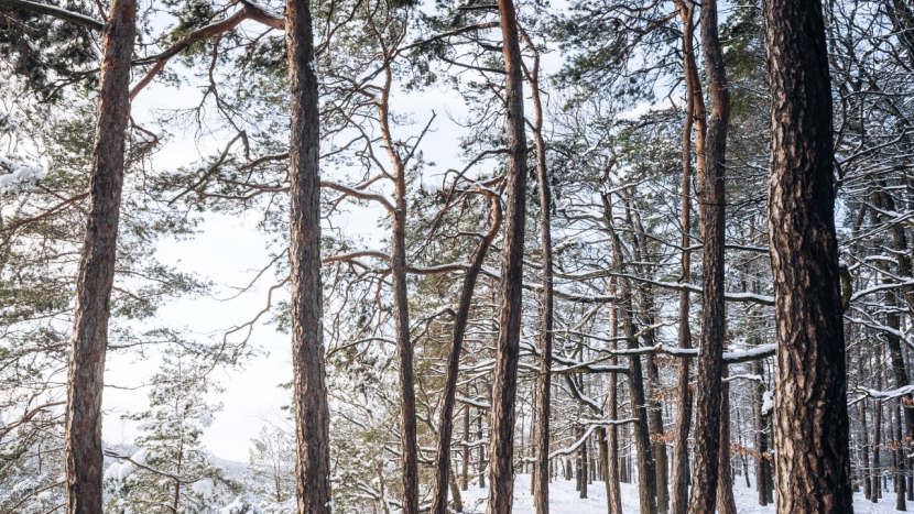 Zimní výpravy do Brd: aktivní odpočinek kousek od domova