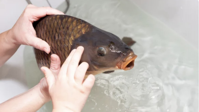 Kapr ve vaně a na svobodě, vánoční zvyk s odvrácenou tváří
