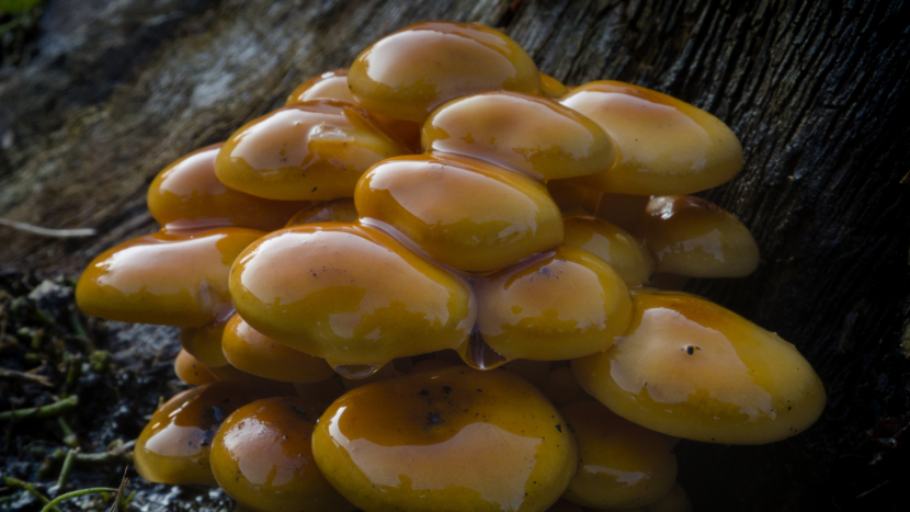 Na sváteční stůl patří i houbový kuba z vánoční houby