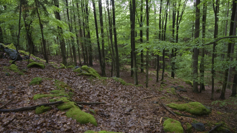 Cestou k prastarému hnízdu černých čápů v Brdech