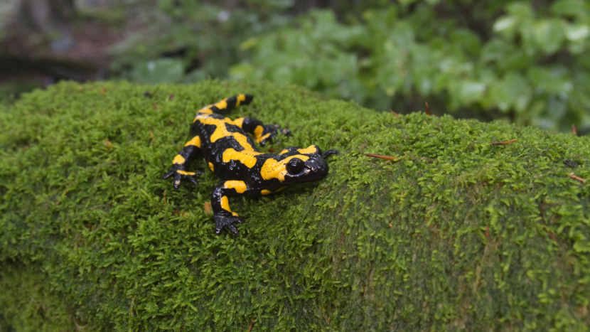 Jedovatý a mokro milující tajemný obyvatel bukové stráně
