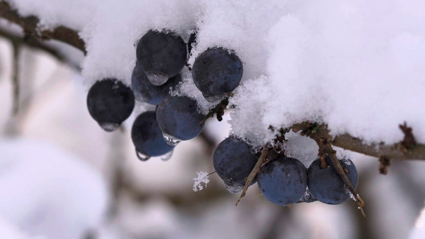 Konečně jsme se dočkali zimy, teploty budou padat ještě hlouběji pod bod mrazu