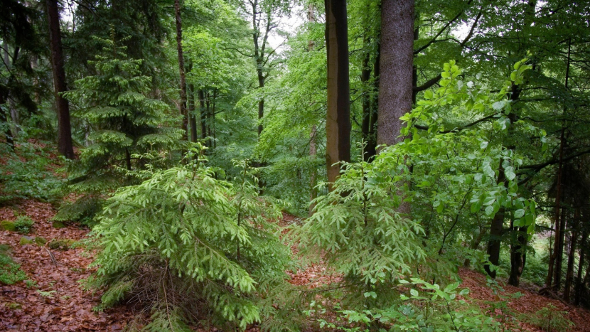 Brdské lesy se mění. Díky péči VLS jsou zdravější, pestřejší a lépe odolávají klimatickým výzvám