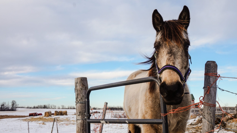 Silné mrazy ohrožují zvířata: veterináři vyzývají chovatele k větší péči