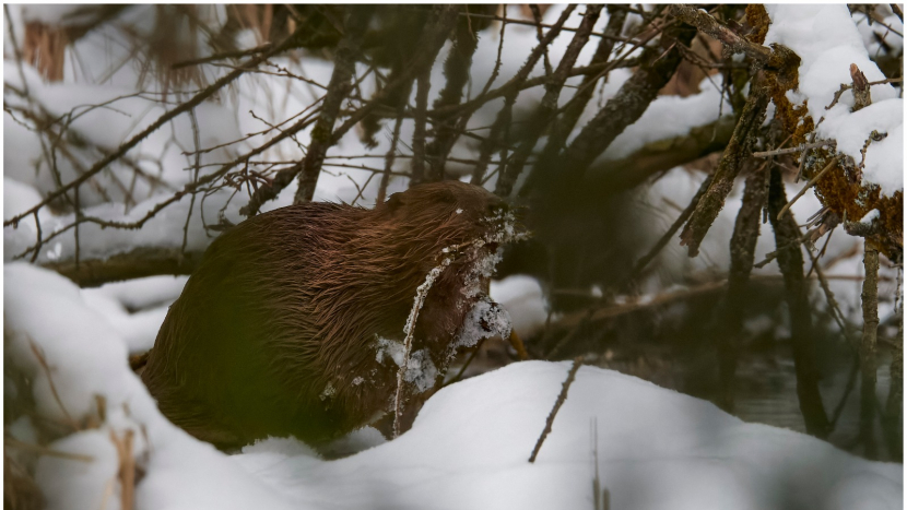 Informace o bobrech v Brdech se dostala mezi světové dobré zprávy roku 2025