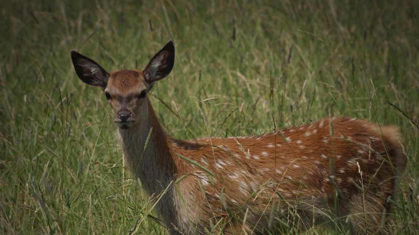 Pod ostružinovou strání se začal psát příběh brdského lesa