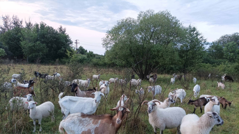 Péče o zachování brdské krajiny vyšla loni na skoro osm milionů korun