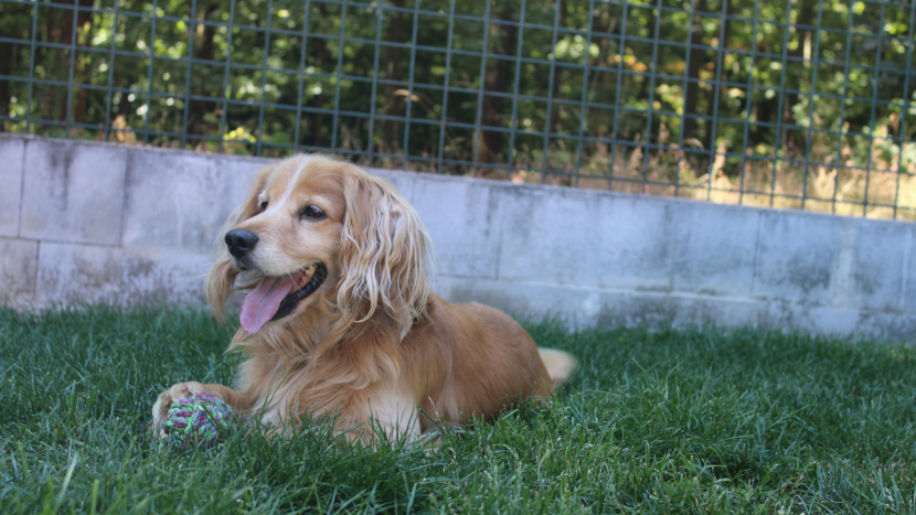 Příběhy z útulku v Lazci: Sam znovu věří lidem, Nela našla záchranu a Coudy čeká na svůj domov