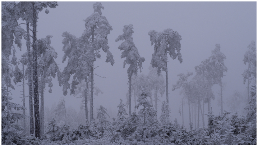Nejen Brdy pod závojem jinovatky: Zima letos ukazuje svou pravou tvář