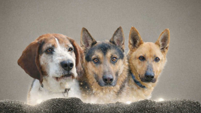 Rekordně klidné svátky v útulku v Lazci: žádní vystrašení psi ani nechtěné živé dárky