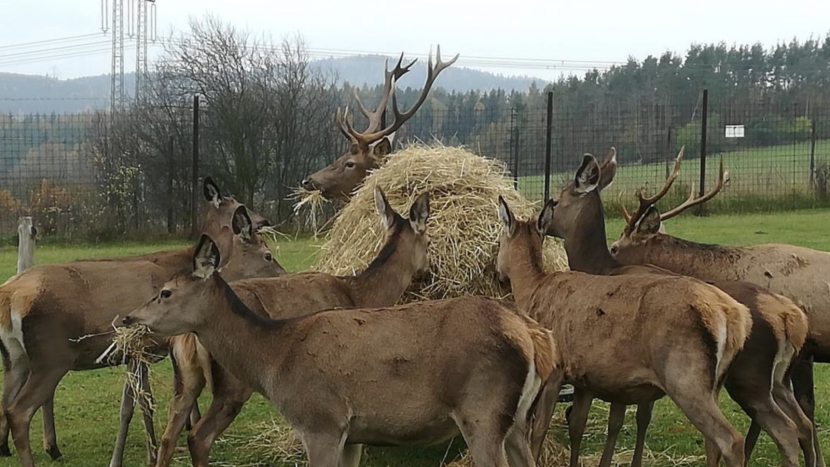Pyrotechnika u zooparku Jeleni Homole: policie uznala pochybení, areál řeší následky