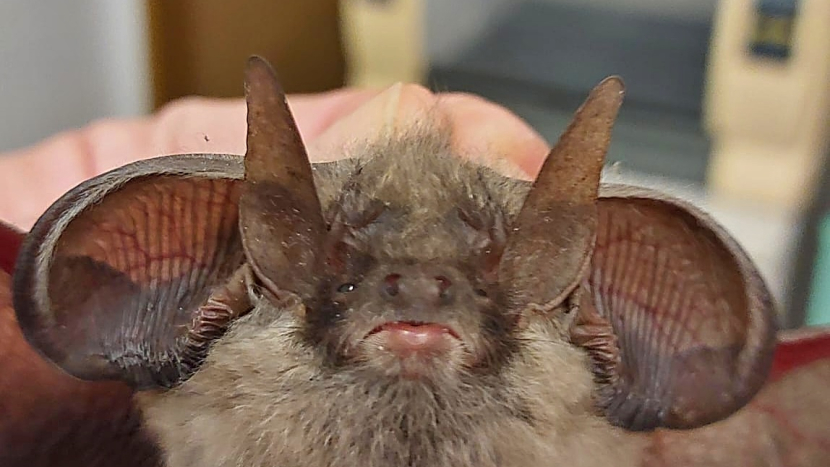 Takového pacienta tu ještě neměli. Netopýr s obříma ušima unikl kočce, nyní se o letouna starají ve stanici