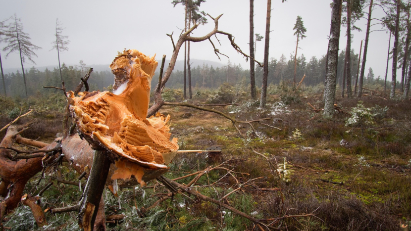 Dlouhá zimní idyla se změnila v lesnickou noční můru