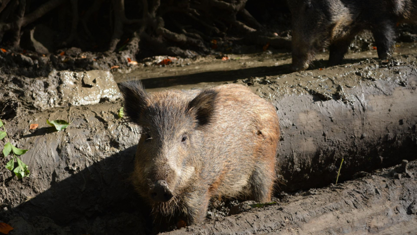 Stát testuje divočáky napříč republikou kvůli smrtelnému onemocnění. Jak vážná je situace?