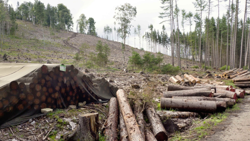 Vojenské lesy a statky: Brouk je na ústupu, pomáhá i satelit