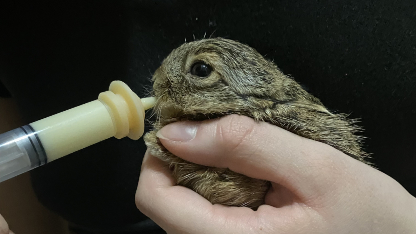 Sezona záchranných stanic se rozjela. Na Příbramsku už pečují o první nalezené zajíčky