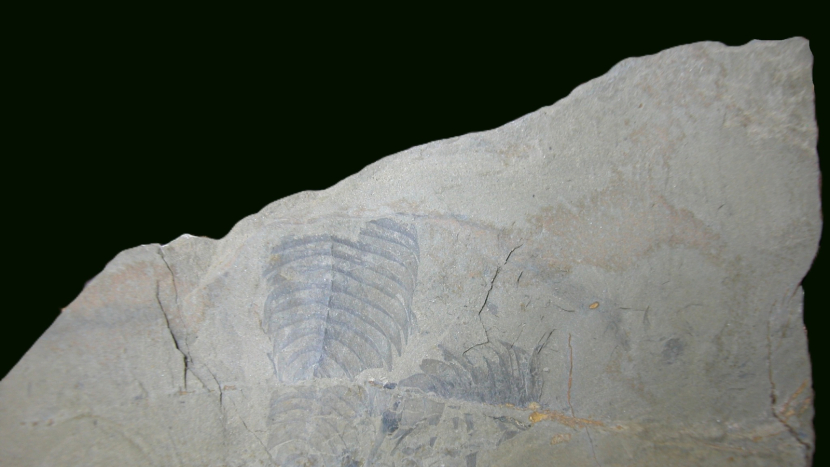 V Brdech je nová přírodní památka Kočka, chrání naleziště zkamenělin