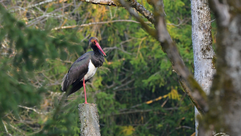 První čáp černý už je doma v Brdech. Je prvním svého druhu na našem území