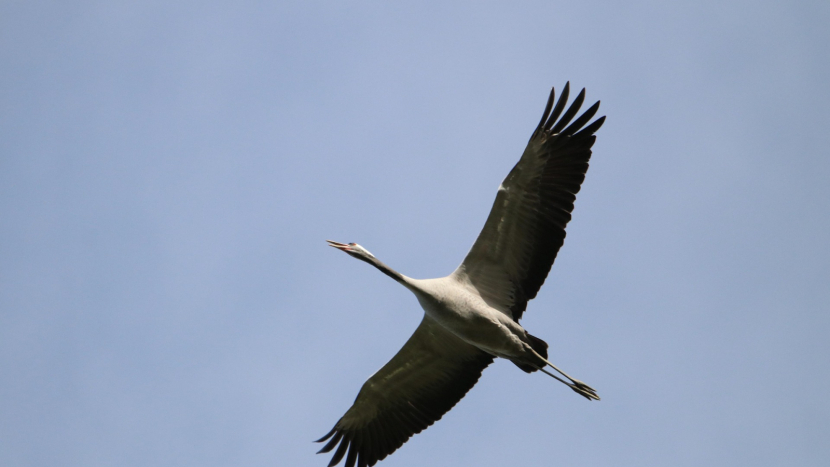 Slyšíte ten podivný zvuk z výšin? To krajinou znovu táhnou jeřábi popelaví