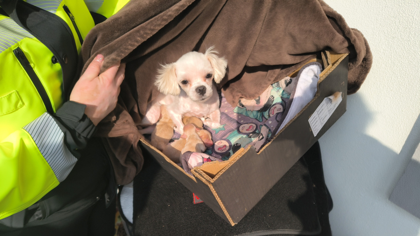 Veterináři odebrali z domu ve Vranovicích přes 150 psů