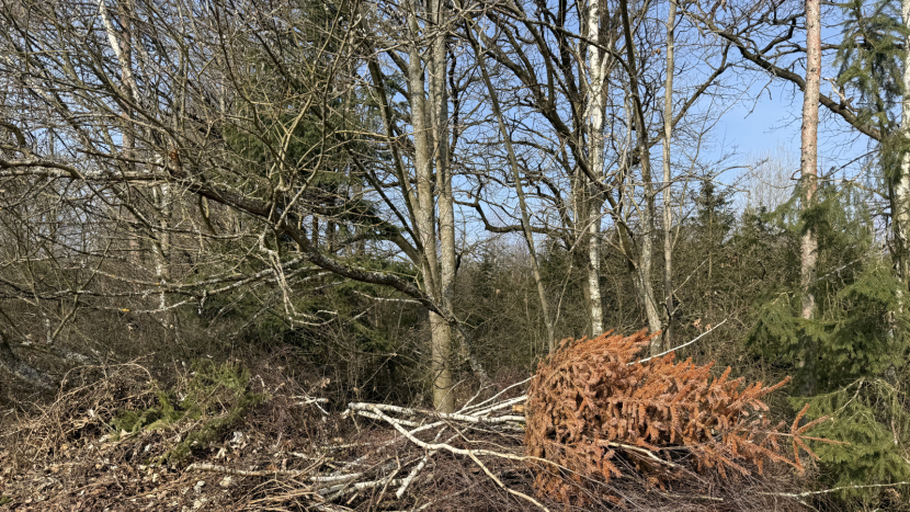 Bioodpad v Příbrami končí i v lese. Městské lesy ukazují fakta, která část veřejnosti nechce slyšet