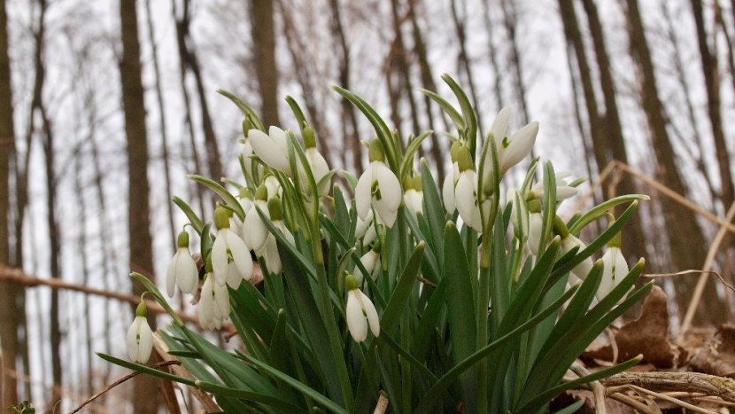 Co je pro vás poslem jara? První čáp na komíně nebo sněženky?