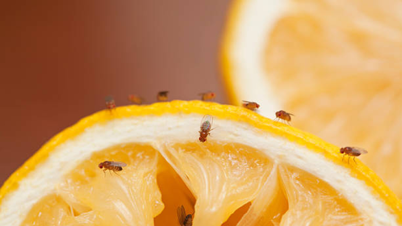 Máte doma octomilky? Tohle je důvod — a řešení, které opravdu funguje