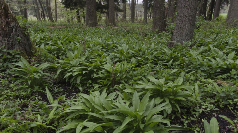 Medvědí česnek je vitaminová bomba. Jen dejte pozor na záměnu s jedovatou konvalinkou
