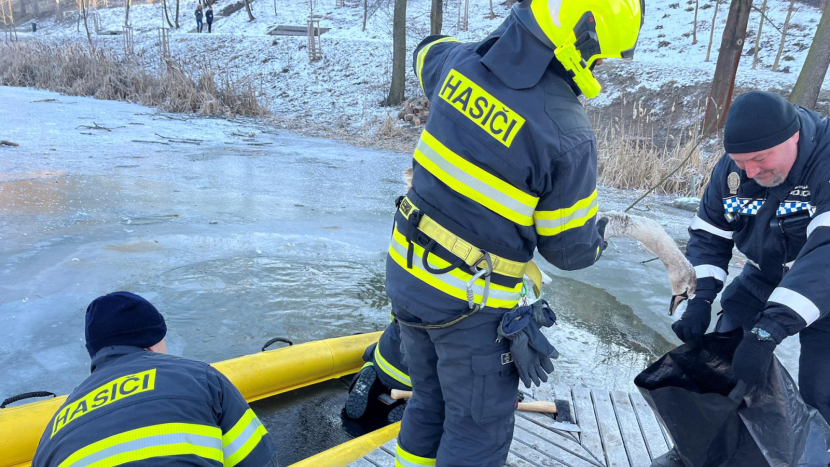 Pes v rozpáleném autě, had v obýváku, bobr v přepadu. Příbramští hasiči řešili 31 zvířecích záchran