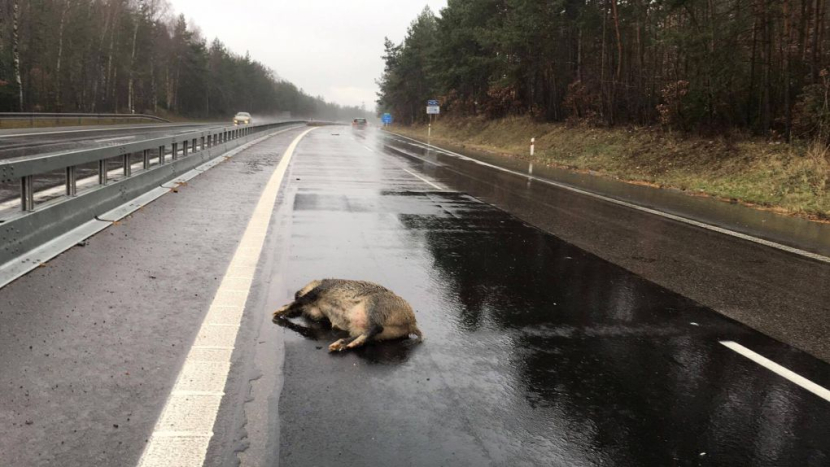 Pozor na zvěř na silnicích. V těchto měsících hrozí střety častěji