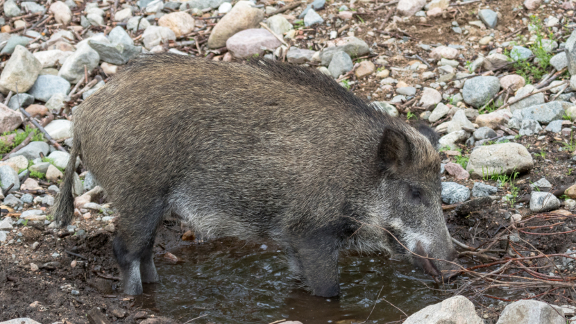 Pro psy smrtelný virus se šíří mezi divokými prasaty. První případy už jsou blízko Příbramska