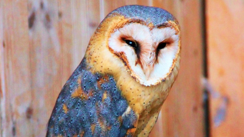 Sezónu v záchranné stanici Hrachov otevřou sovy: Přijďte 5. dubna podpořit zvířecí pacienty