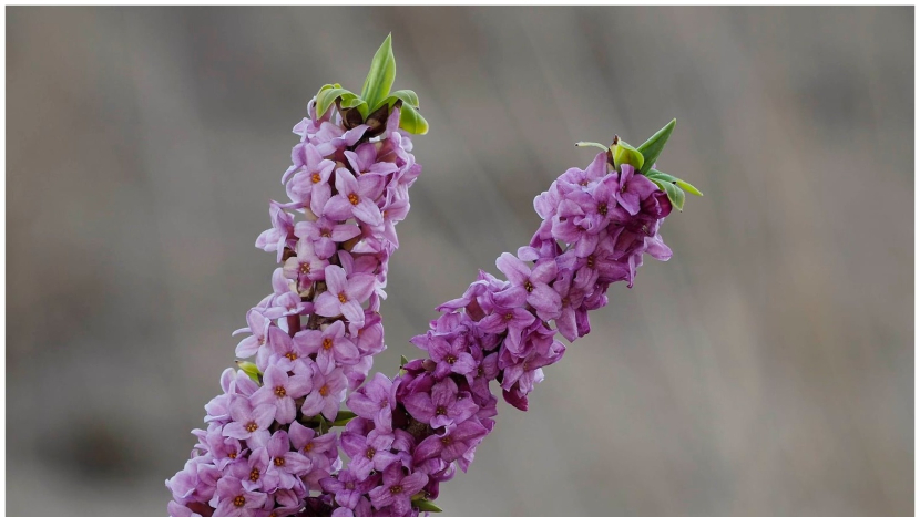 Rozkvétá, když zima ještě drží vládu: jedovatý lýkovec láká vůní a legendami