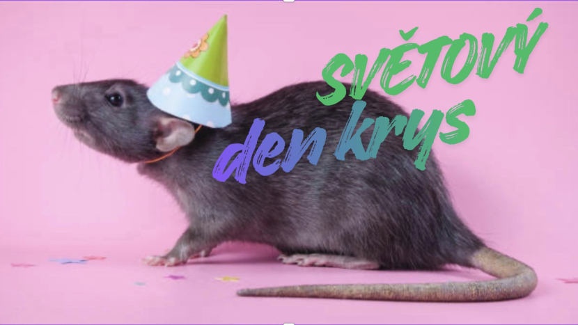 I krysy mají svůj den. A možná vás překvapí, proč si ho zaslouží