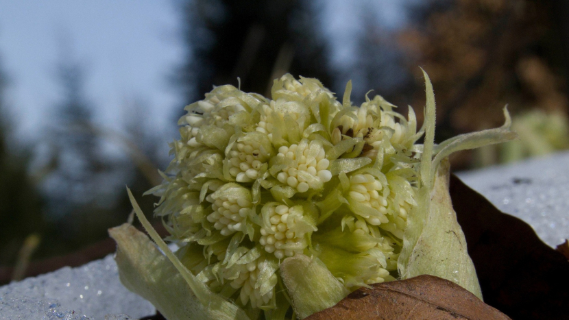 Do Česka se žene prudké ochlazení. Sníh bude i v nížinách, říkají meteorologové