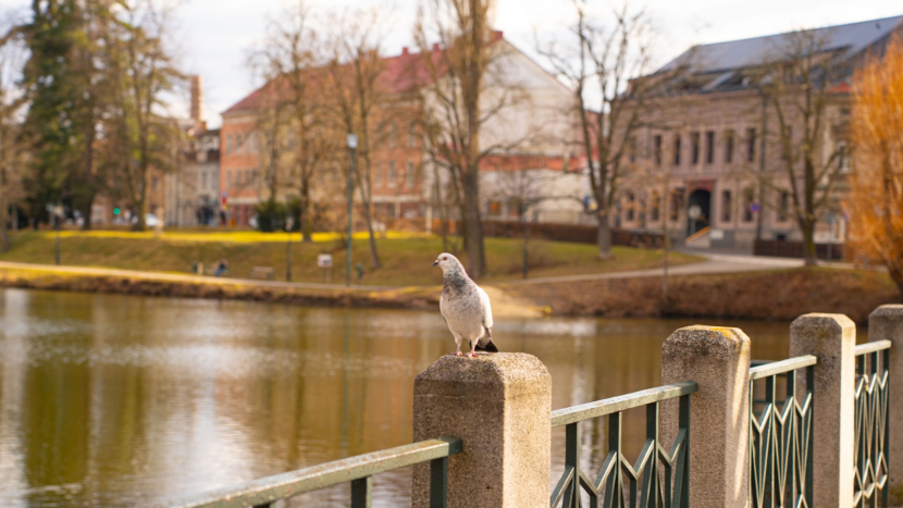 Starosta omluven, jednání vedl místostarosta Karpíšek. Kdo čekal ostré střety, ten se nedočkal — přesto jeden bod dokázal zastupitele rychle vrátit na zem