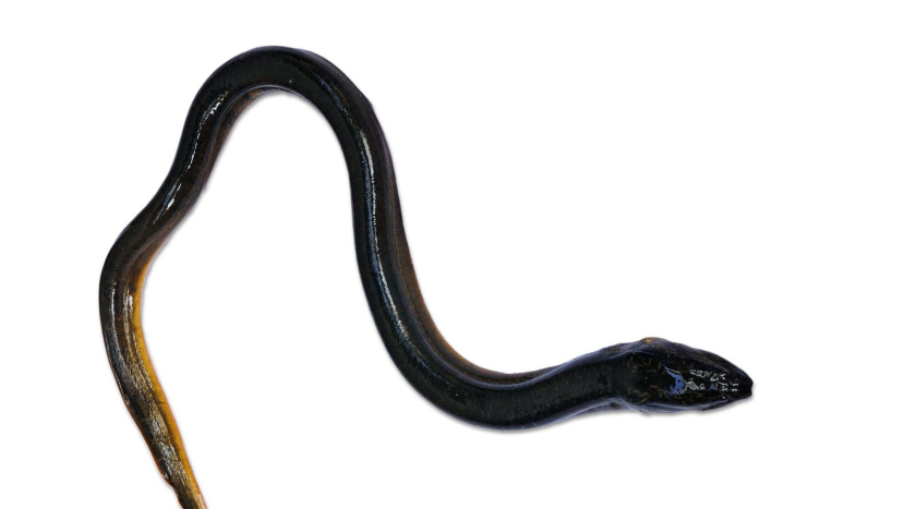 Středočeští rybáři obnovují úhoří populaci, do řek letos vypustí tisíce ryb