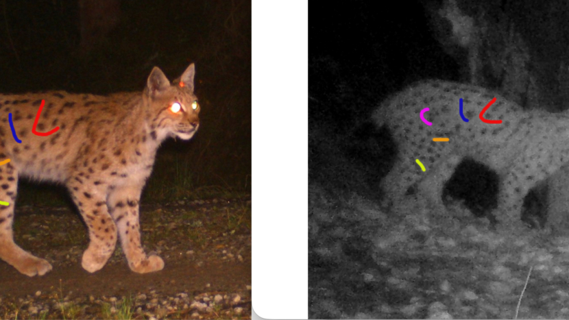 Další šumavský rys navštívil Brdy