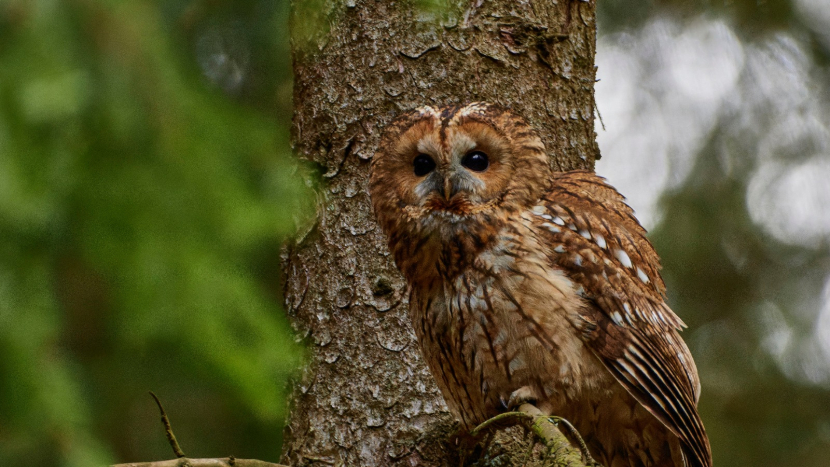 Brdy jsou soví ráj: Kulíšek nejmenší, sýc rousný i puštík obecný mají v CHKO ideální domov