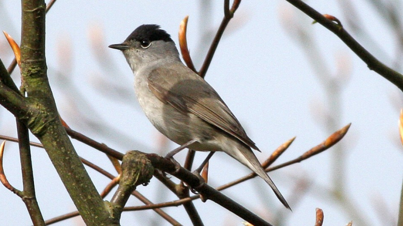 Chcete jaro plné zpěvu? Pak pomozte ptákům. Dnes je jejich mezinárodní den