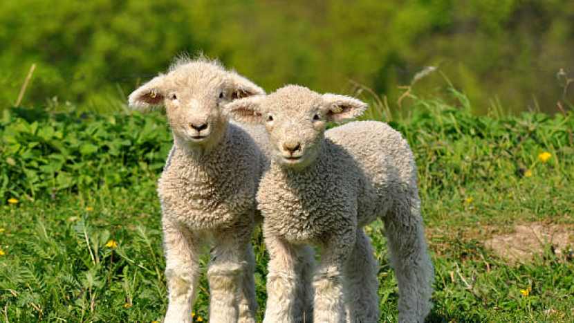 Beránek utekl z formy? Vajíčko prasklo? Sem s tím! Příbram vyhlašuje velikonoční výzvu