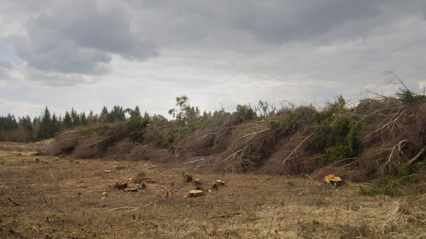Brdy ožívají: první kroky k návratu divoké přírody